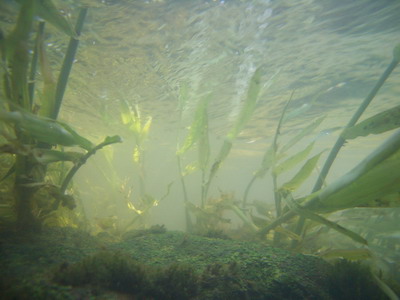 Unterwasserlandschaft im Forellengewässer