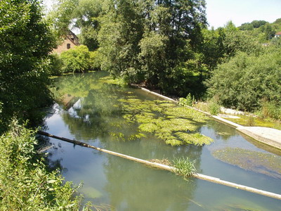 Stauwurzel einer Wasserkraftanlage mit ppigem Makrophytenbestand