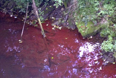 Gewsserverschmutzung durch Zellstoffablagerung auf Sohle