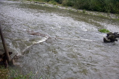 Einsatz von Flgelreusen zur Erfassung von Fischbestnden