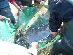 Ergebnis einer Netzbefischung im Rahmen einer Schulung zum Thema Jungfischmonitoring